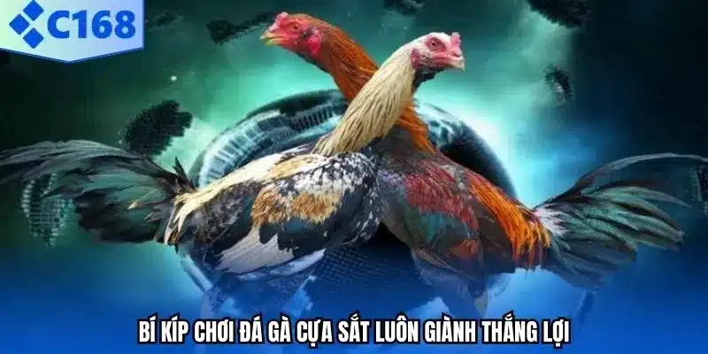 Bí kíp chơi đá gà cựa sắt luôn giành thắng lợi.