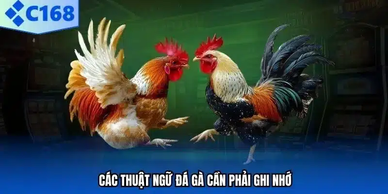 Nắm vững thuật ngữ đá gà để thắng lớn.