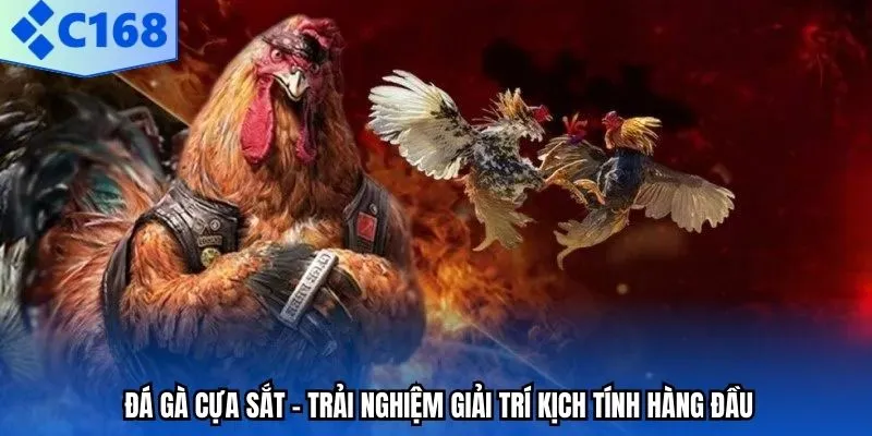 Đá gà cựa sắt – Trải nghiệm giải trí kịch tính hàng đầu